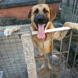 Adopta a Rex