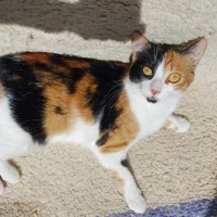 Adopta a Aylin