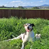 Adopta a Peña