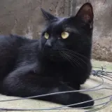 Adopta a Cafe