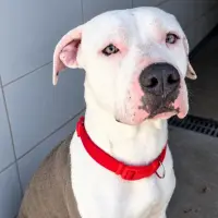 Adopta a Piti