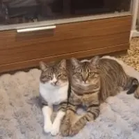 Adopta a Simba Y Mufasa