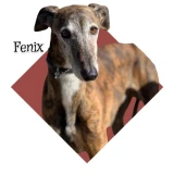 Adopta a Fenix