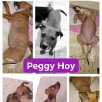 Adopta a Peggy