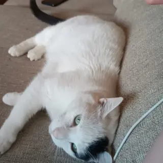 Gordito