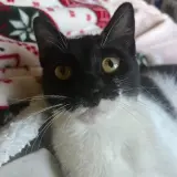 Adopta a Máscara