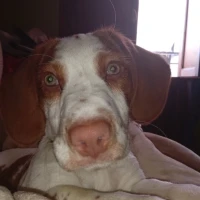 Adopta a Cronos