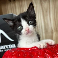 Adopta a Leo