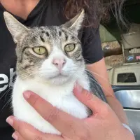 Adopta a Goku.