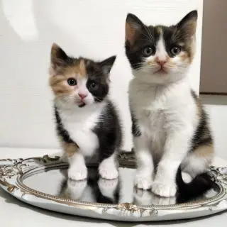 Mia