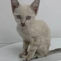 Adopta a Alma