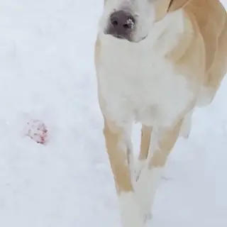 Skye