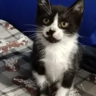 Chaplin