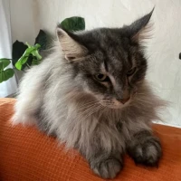 Adopta a Perseo