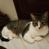 Adopta a Tallulah