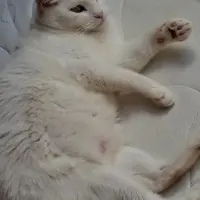 Adopta a Vainilla