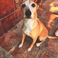 Adopta a Holly