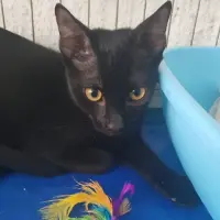 Adopta a Pipa