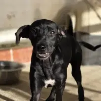 Adopta a Pop