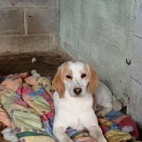 Adopta a Mantequilla