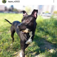 Adopta a Tayson