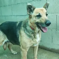 Adopta a Conga