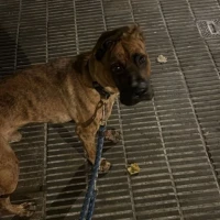 Adopta a Simba