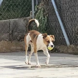 Adopta a Tolín