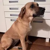 Adopta a Yanis