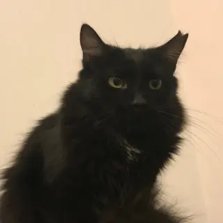 Peloncha