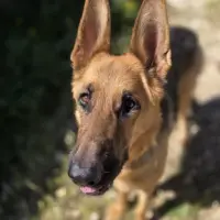 Adopta a Raven
