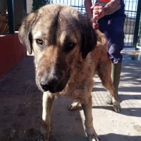 Adopta a Jacinto