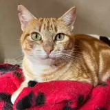 Adopta a Nina