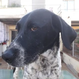 Adopta a Tuka