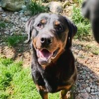 Adopta a Zeus