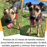 Adopta a Maylo