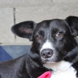Adopta a Manolet