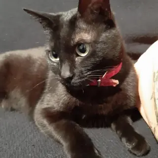 Perla