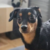 Adopta a Bimba