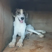 Adopta a Fredy