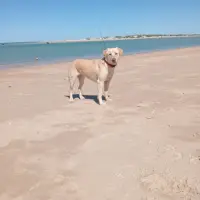 Adopta a Pandora