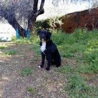 Adopta a Yako