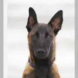 Adopta a Malinois