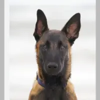Adopta a Malinois