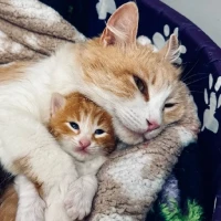 Adopta a Rubí Y Su Bebé