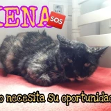 Adopta a Xena