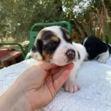 Adopta a Deckard Shaw