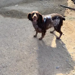 Malú