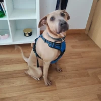 Adopta a Luka