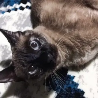 Ray